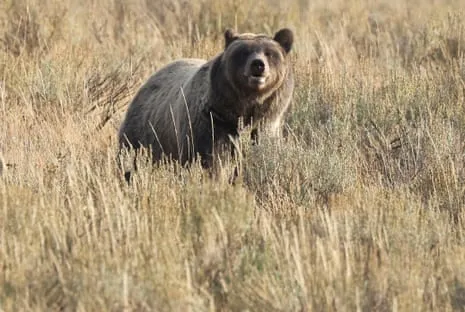 Backpacker Injured by Wild Animal in Yellowstone Air Lifted to Medical Facility