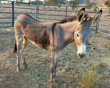 Donkey On the Mend After Newest Projectile Strike on Feral Donkeys in the Golden State