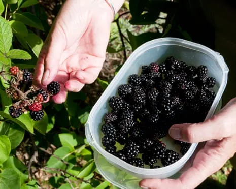 Seeking: Scrumptious Baked Goods to Utilize a Glut of Homemade Jam
