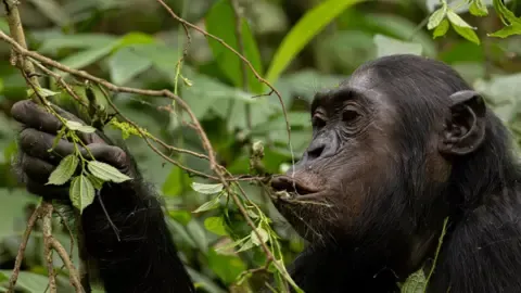 Apes Drinking the Equivalent of One Lager Per Day from Fermented Fruit, Investigation Shows