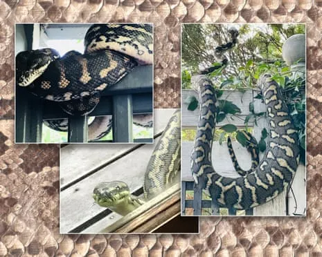 Welcoming the Snakes in the Roof: A Journey from Fear to Admiration