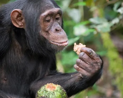 Chimpanzees Drink Daily Ethanol Equivalent to a Lager from Fermented Fruit